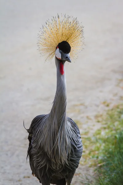 Grulla coronada de África Oriental — Foto de Stock