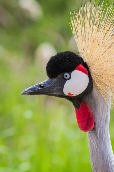 Oost-Afrikaanse gekroonde kraan — Stockfoto