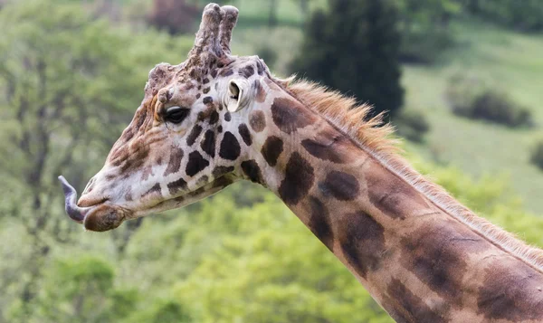 Jirafa-giraffa camelopardalis — Foto de Stock