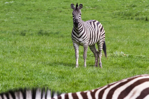 Damara Zebra- Equus burchellii antiquorum — Stock Photo, Image