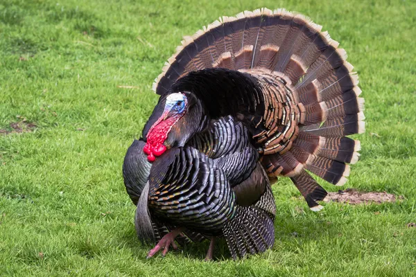 Tom turkey — Stock Photo, Image