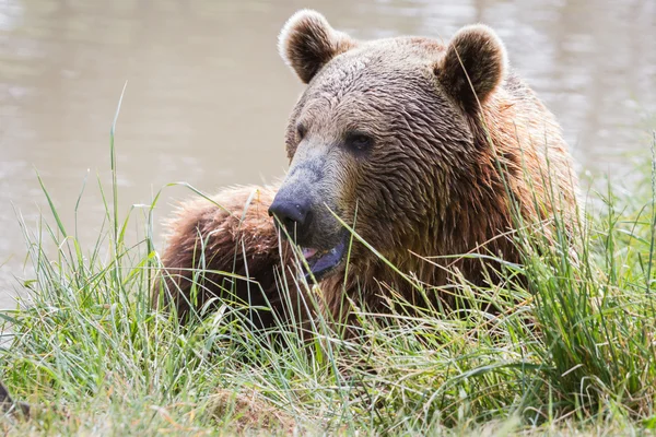 Bruine beer - Ursus arctos — Stockfoto