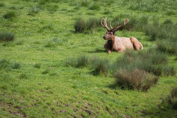 美国麋鹿鹿马鹿 roosevelti — 图库照片
