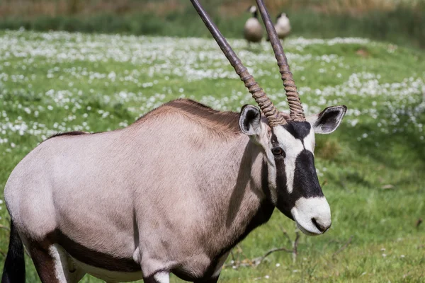 Přímorožec (oryx)-oryx gazella — Stock fotografie