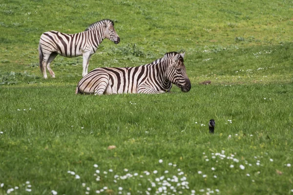 Damara zebra-equus burchelli antiquorum — Fotografia de Stock