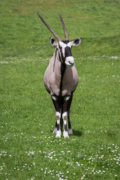 Gemsbok (Oryx)- Oryx gazella — Stock Photo, Image