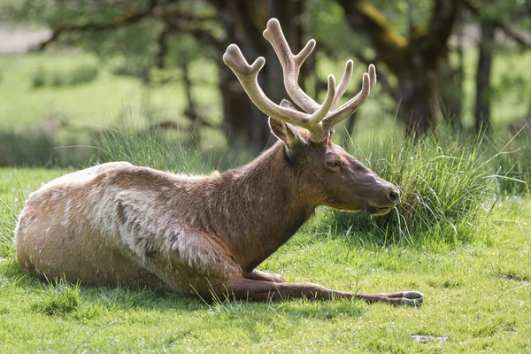 American elk-cervus elaphus roosevelti — Φωτογραφία Αρχείου