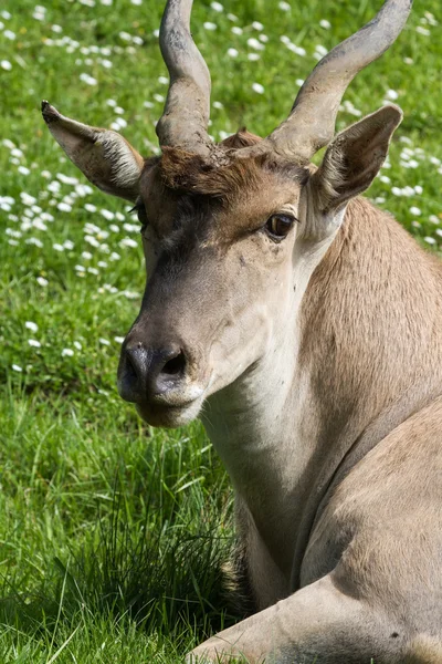 Eland antilopa — Stock fotografie