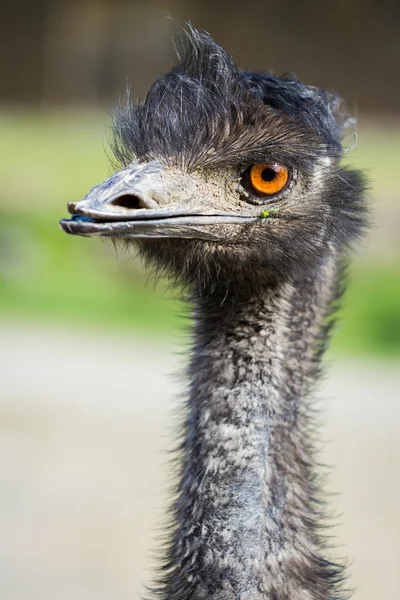 Emu-Dromaius novaehollandiae — стоковое фото