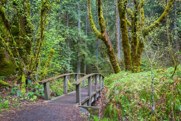 Natura sentiero escursionistico — Foto Stock