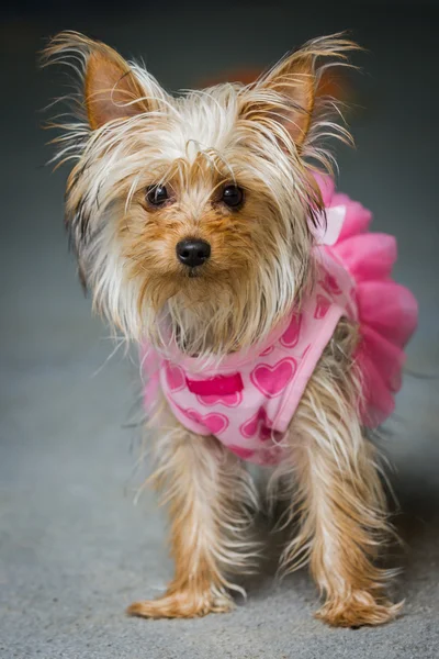 Adorable puppy in pink — Stock Photo, Image