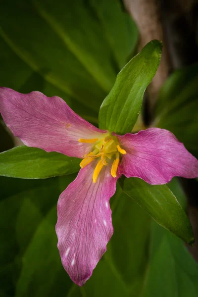 Lila trillium — Stockfoto