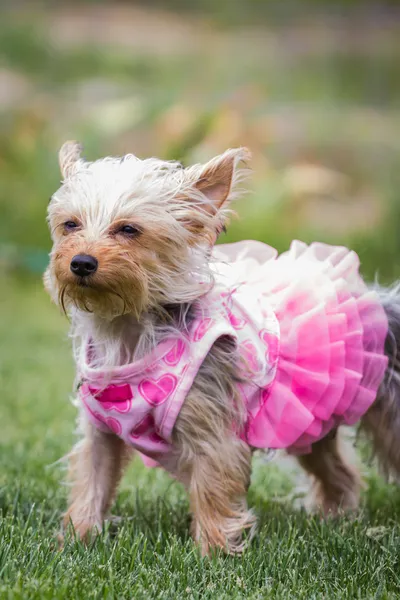Adorable puppy in pink — Stock Photo, Image