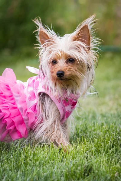 Adorable puppy in pink — Stock Photo, Image