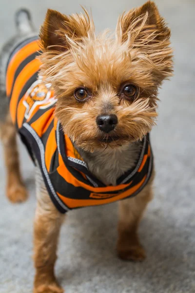 Yorki-Porträt — Stockfoto