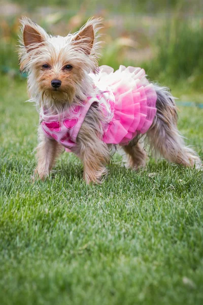 Adorable puppy in pink — Stock Photo, Image