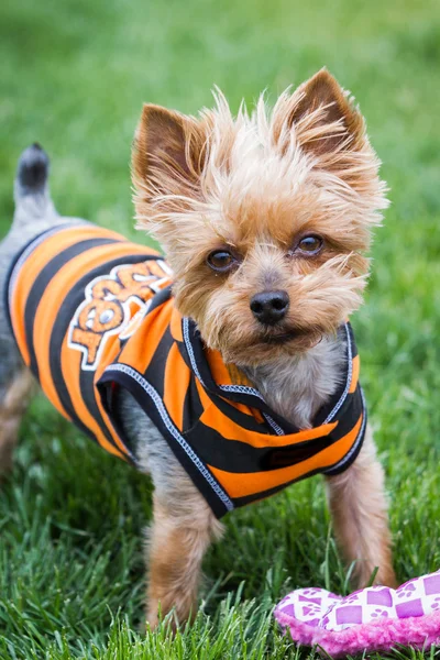 Retrato de yorki — Fotografia de Stock