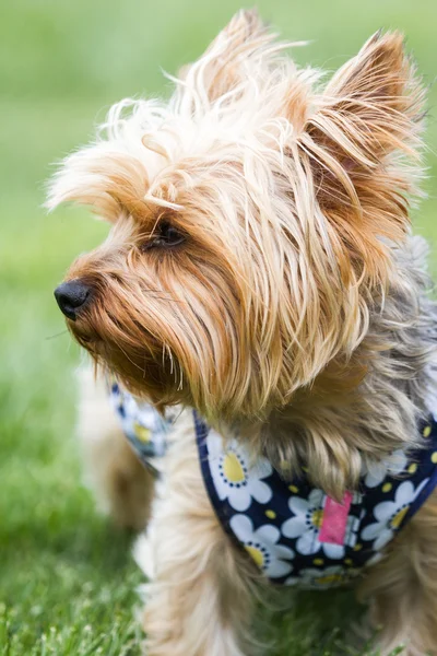 Retrato de yorki — Fotografia de Stock