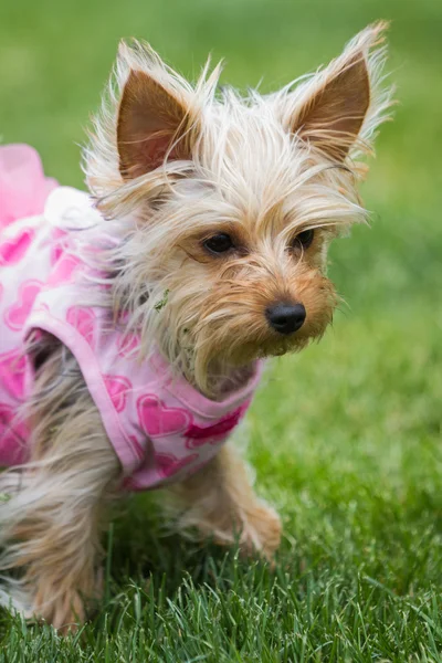 Entzückender Welpe in rosa — Stockfoto