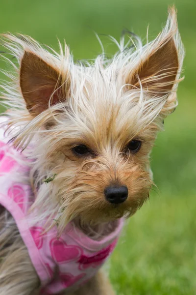 Entzückender Welpe in rosa — Stockfoto