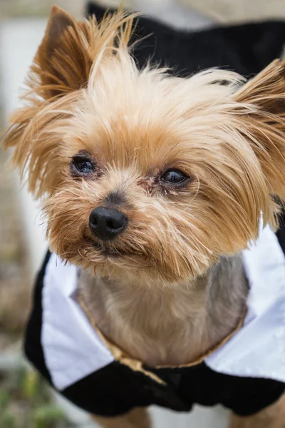 Retrato de yorki — Fotografia de Stock