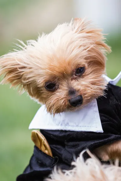 Yorki portrait — Stock Photo, Image