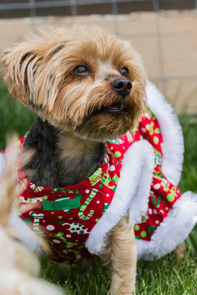 Christmas puppy — Stock Photo, Image