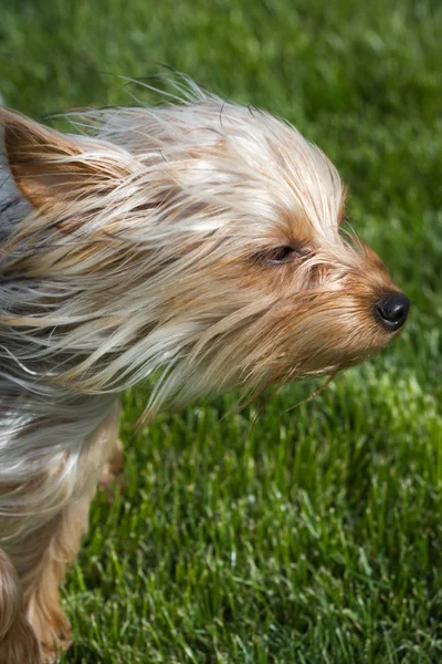 Puppy in the wind — Stock Photo, Image
