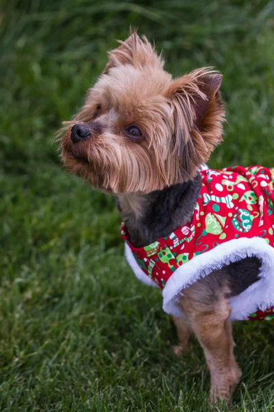 Cachorro de Navidad — Foto de Stock