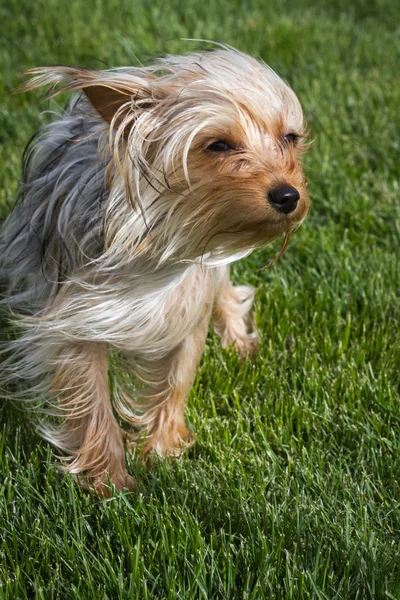 Puppy in the wind — Stock Photo, Image