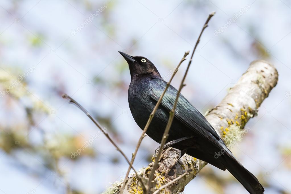 Petit Oiseau Noir Photographie Wollertz 45717287