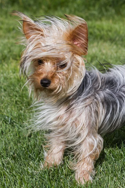 Puppy in the wind — Stock Photo, Image