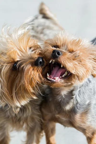 子犬のキス — ストック写真