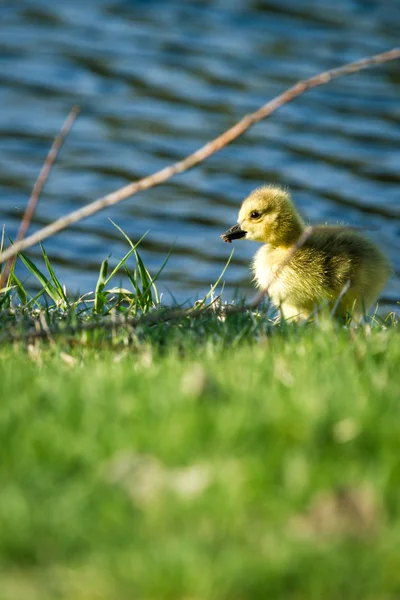 Baby gosling — Stock Photo, Image