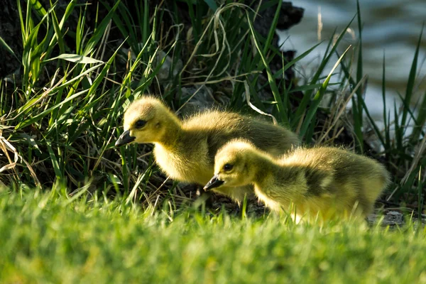 Neonato goslings — Foto Stock