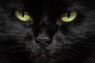 Kedi Gözü 