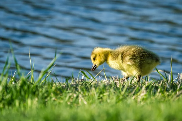 Μωρό gosling — Φωτογραφία Αρχείου