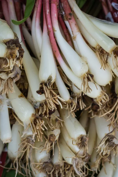 Fresh ramps or wild leeks — Stock Photo, Image