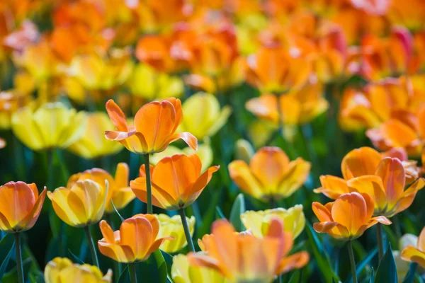 Verse lente tulpen — Stockfoto