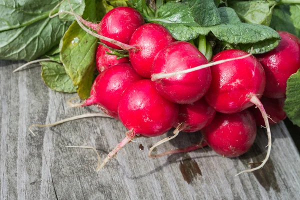 Frische Radieschen — Stockfoto