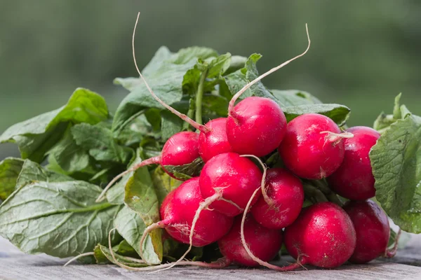 Färska rädisor — Stockfoto