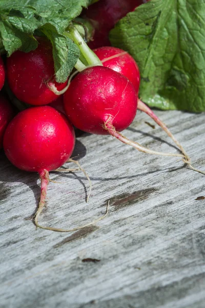 Fresh radishes — Stock Photo, Image