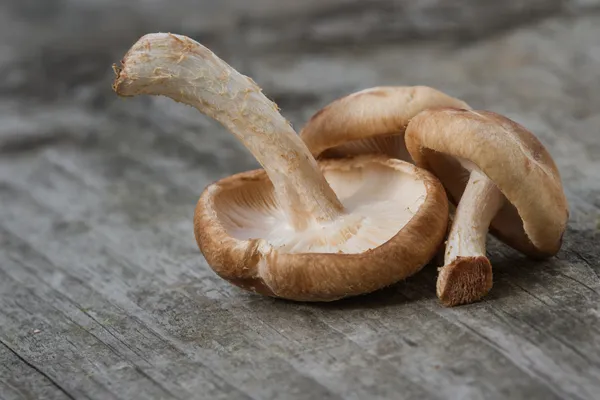 Shiitake svampe - Stock-foto