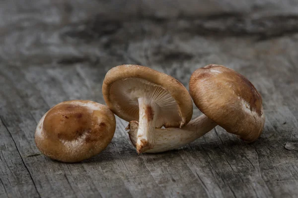 Shiitake svampe - Stock-foto