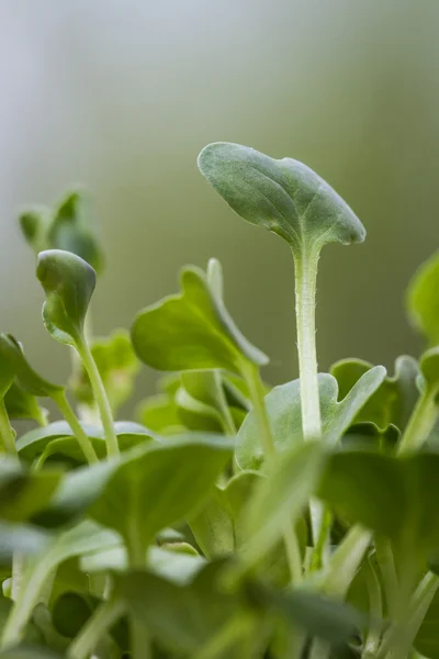 Growing sprouts — Stock Photo, Image