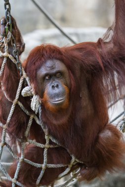 Bornean orangutanı - Pongo pigmaeus