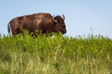 Yalnız bison 