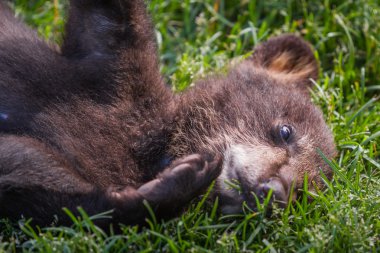sevimli siyah ayı yavrusu