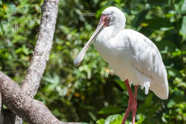 African spoonbill — Stock Photo, Image