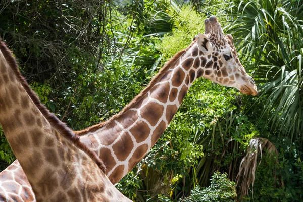 Captive giraffe — Stock Photo, Image